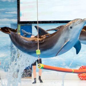 dolphin-jumping-from-water