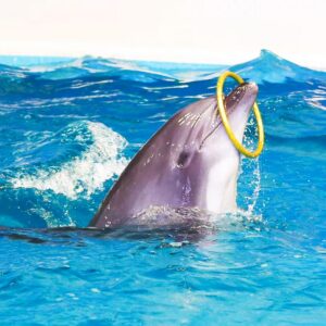 dolphin-playing-with-a-ring-in-water