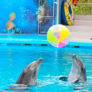 two-dolphins-playing-with-a-ball-in-water